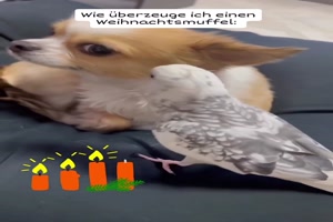 Einen Weihnachtsmuffel berzeugen