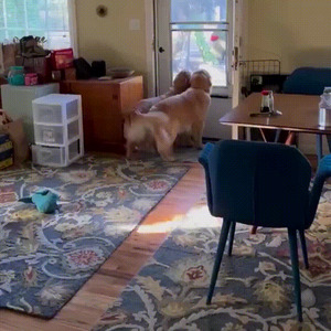 Synchronwedeln