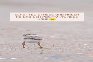 Schttel das alte Jahr ab