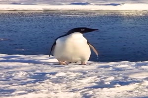 Lustige Pinguine