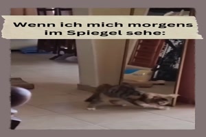 Wenn ich mich morgens im Spiegel sehe