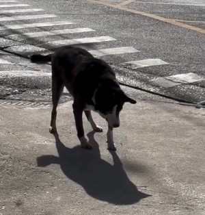 Hund bellt seinen Schatten an