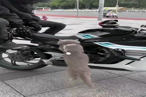 Motorradfahren mit der Katze