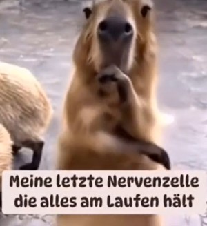 Meine letzte Nervenzelle