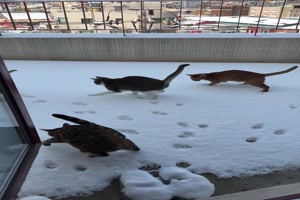 Katzen staksen im Schnee rum