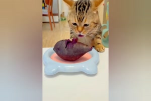 Neue lustige Szenen mit Hunden und Katzen