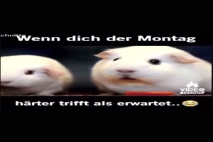 Der Montag trifft dich hart