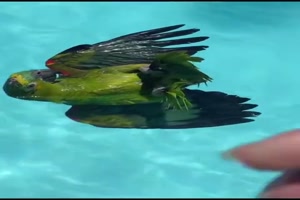 Vogel fhlt sich wohl im Pool