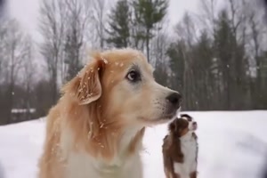 Die Hund mgen seine Musik