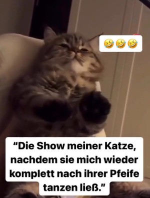 Die Show meiner Katze