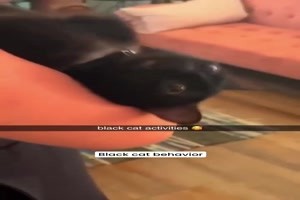 Lustige schwarze Katzen