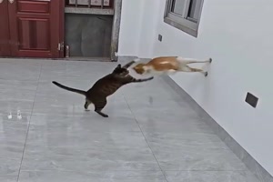 Kungfu-Katze