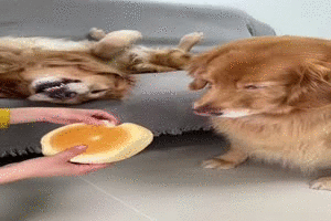 Witzige Hundevideos