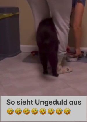 Katze ist ungeduldig