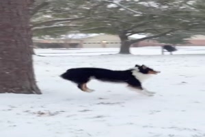 Hund liebt den Schnee