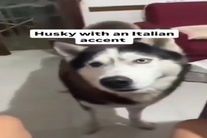 Husky mit italienischem Akzent