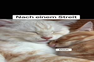 Katzen nach einem Streit