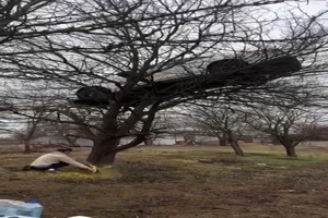 Das Auto vom Baum holen