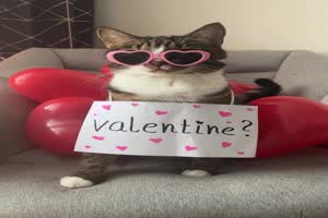 Valentinstags-Katze