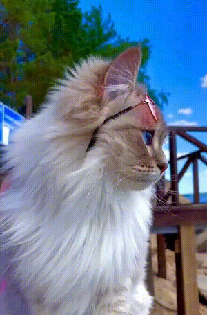 Hübsche Katze