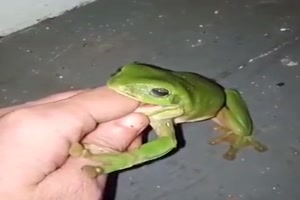 Frosch will gleich die ganze Hand