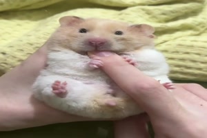 Ser-Hamster.mp4 auf www.funpot.net