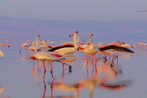 Flamingos