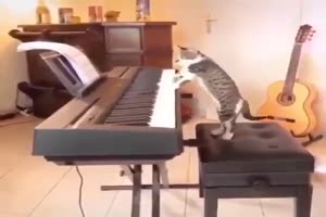 Katze spielt Klavier