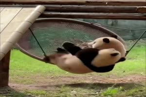 Pandas sind lustig