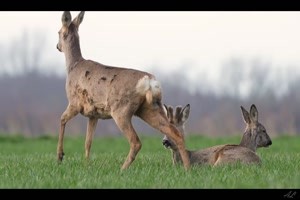 Friedliche-Rehe.mp4 von Mina