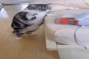 Katze verhaut komisches Gerät