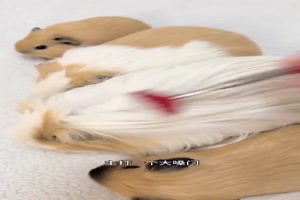 Meerschweinchen genießen das Kämmen