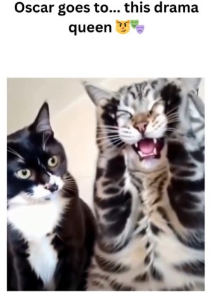 Drama-Katze