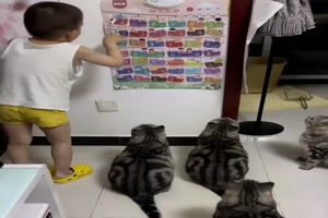 Er lehrt die Katzen