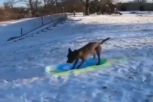 Der Hund hat Spaß