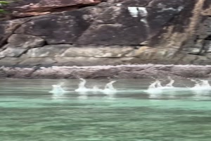 Springende-Fische.mp4 auf www.funpot.net