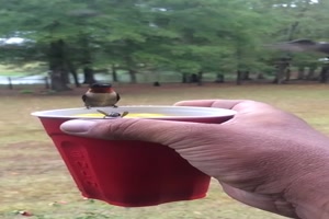 Tolle-Aufnahme-von-Kolibris.mp4 auf www.funpot.net