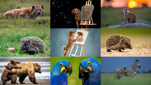 klicke hier, um die Datei herunterzuladen Animals 123