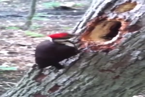 Specht-bei-der-Arbeit.mp4 von Talea1993