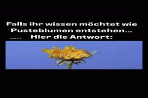 So-entsteht-die-Pusteblume.mp4 von Marika
