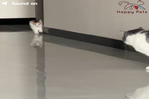 Lustige-Katzen-Spielereien.mp4 von Deniz