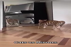 Katzen-und-Spiegel.mp4 von Valentino