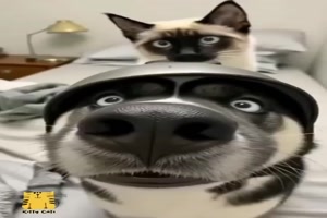 Der-ist-erschlagen.mp4 von Valentino