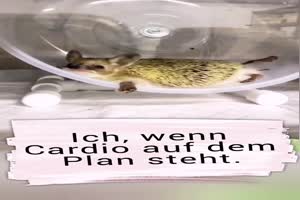 Wenn-Cardio-auf-dem-Plan-steht.mp4 von Eda1990