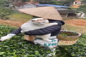 Die-Katze-will-dabei-sein.mp4 von Hektor