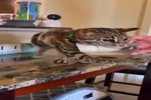 Katzen sind witzig