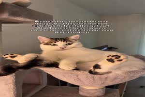Typisch Katze