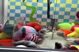 Die Katze hat ihren Platz gefunden