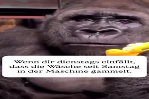 Mist die Wsche vergessen
