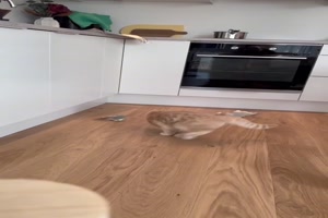 Katzen und Alufolie